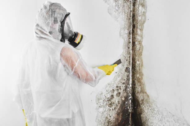 Best Insurance-Related Mold Remediation in Savannah, GA